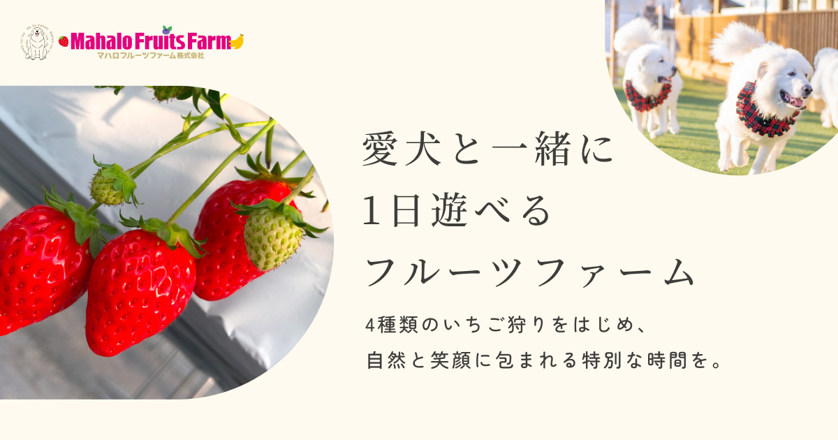 Preview image published by mahalo-f.jp